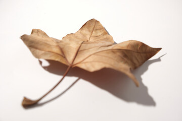 leaf on a white background