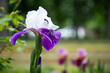 Tall Bearded Iris with white and blue flowers. Copy space