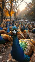 A Peacock Staring At The Camera With Many Peacocks In The Background