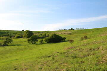 Wall Mural - A grassy field with trees