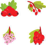 Fototapeta Lawenda - Hawthorn icons set cartoon vector. Red berry and flower of hawthorn. Nature, medical plant