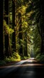 © duyina1990 - The sun shines through the tall tress in the forest