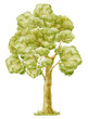 Watercolor Illustration of Green Tree.