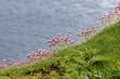 Pretty sea thrift flowers blooming in springtime, on a cliff edge on Burgh island in Devon