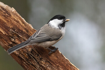 Wall Mural - willow tit