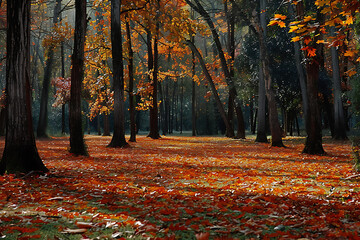 Canvas Print - autumn trees in the park