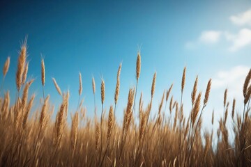 Naklejka na meble grass and sky