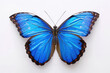 Bright blue butterfly, wings spread