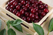 A small wooden crate full of fresh cherries and cherries branches on a beige cloth background.