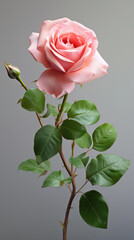 Poster - rose flower on white background