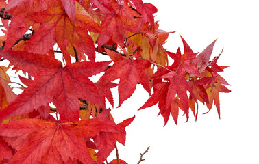 a tree with red leaves is shown in a white background. the leaves are vibrant and full, creating a s