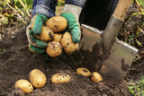 Fototapeta Zachód słońca - Farmer digging up organic yellow potato in garden close up. Farming, potatoes harvest