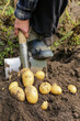 Freshly harvested organic potato harvest. Farmer in garden