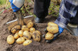 Freshly harvested organic potato. Farmer hands with shovel in garden with yellow potatoes harvest