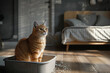 © Елена Бабанова - Red-haired cat sits in a litter box bedroom spilled toilet mixture silica gel during day gray room. Pet care. Veterinary. Odor-absorbing cat litter. Pets friendly and care concept. pets sandbox