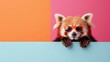Red Panda Wearing Sunglasses Peeking Over Wall