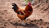 Fototapeta  - A Hen Scratching At The Dirt In Search Of Insects