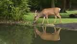 Fototapeta  - A Deer Drinking From A Tranquil Pond