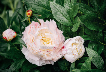 Wall Mural - Pink peony flower blooming with green leaves in the garden. Copy space