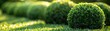 A step-by-step guide for gardeners on trimming boxwood bushes into a perfect ball shape, showcasing the art of gardening