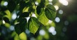 Green leaves, sunlight Carbon capture, sustainability. Eco-credit combats global warming