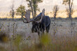 Bull Shiras Moose in Wyoming During the Fall Rut