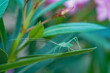 Green Baby Grasshopper on Oleander