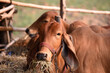 Red-skinned beef cattle are raised organically in cattle pens. Eating hay and looking at the camera