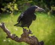 Rook Perched on a Log