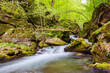 water stream in the beech forest. creek among mossy boulders. trees in green foliage. beautiful nature of carpathian mountains