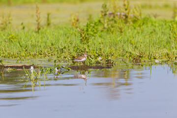 Sticker - The shorebirds searching for food on the coast and in shallow waters lakes and rivers