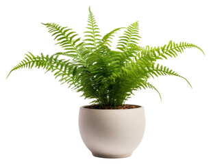 Canvas Print - PNG Fern plant white background houseplant.