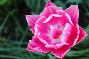 Wall Mural - pink tulip in the morning, pink tulip flower