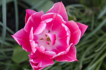 Wall Mural - pink tulip flower