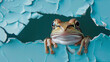 portrait frog looking throuhg a hole in a blue wallpaper
