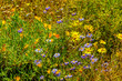 Group of multicoloured wild flowers in spring in the Little Karoo near Oudtshoorn, Western Cape, South Africa
