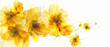 Fondo blanco con espacio vacio y flores de primavera de color amarillo formando una cenefa, Concepto celebraciones, bodas, dia de la madre, aniversarios