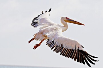 Wall Mural - Pelikan im FLug