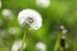 Blooming white dandelion flower in green grass outdoors, closeup