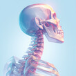A Detailed and Vivid Representation of Human Vertebrae in an X-Ray Style Image