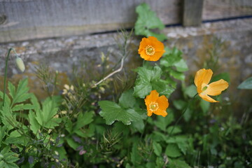 Poster - Orange flowers blossom in a lush green environment