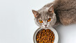 scared cat with cat food in a bowl