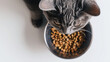 cat with cat food in a bowl