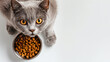  cat with cat food in a bowl