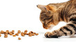 cat with a trail of cat foods