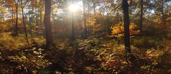 Poster - Sun shining brightly in the woods