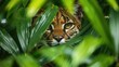 Tropical cat peaking trough tropi bushes, hidden puma wildcat leopard in natural safari habitat