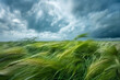 Whirling winds sweeping through a field of tall grass during a storm.