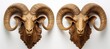 Mounted pair of rams heads on wall
