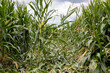 Cornfield with bent and leaning cornstalks from wind damage. Crop insurance, storm damage and farming concept.